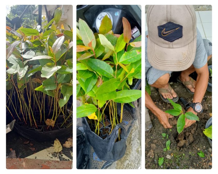 Penghijauan Madrasah: Tanam Bibit Eukaliptus untuk Lingkungan Sehat