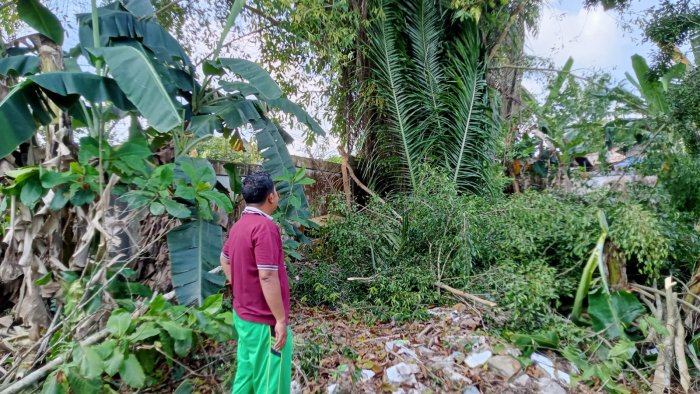 Tak Kenal Libur, Kepala Madrasah dan Tim Pastikan Area Belakang Madrasah Makin Rapi