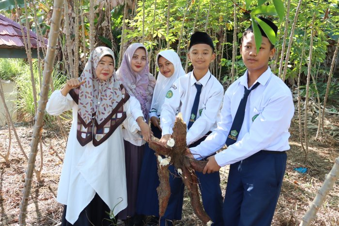 Wujud Nyata Kewirausahaan, Kelas 7.C MTsN 1 Batang Hari Laksanakan Panen Ubi Kayu Berlimpah Wujud Nyata Kewirausahaan, Kelas 7.C MTsN 1 Batang Hari Laksanakan Panen Ubi Kayu Berlimpah